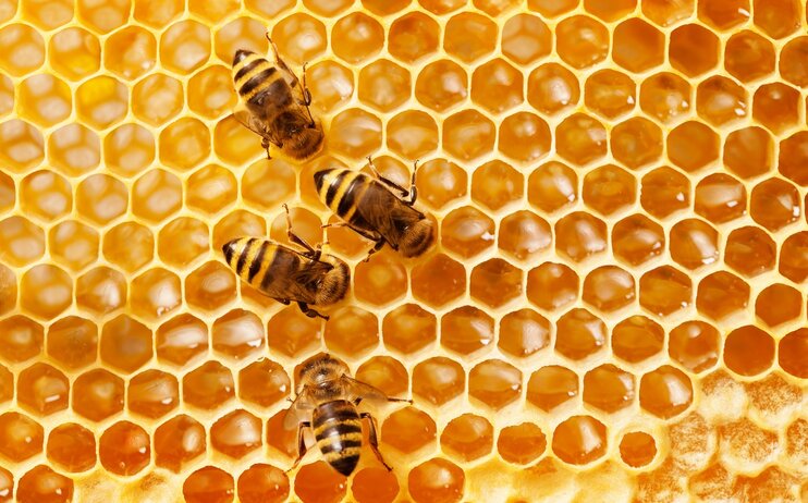 Un ponte per le api